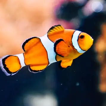 Image related to Cairns Aquarium