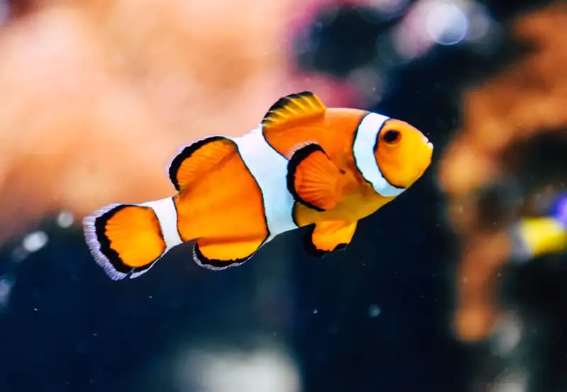 Cairns Aquarium