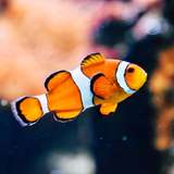 Image related to Cairns Aquarium