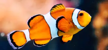 Image related to Cairns Aquarium