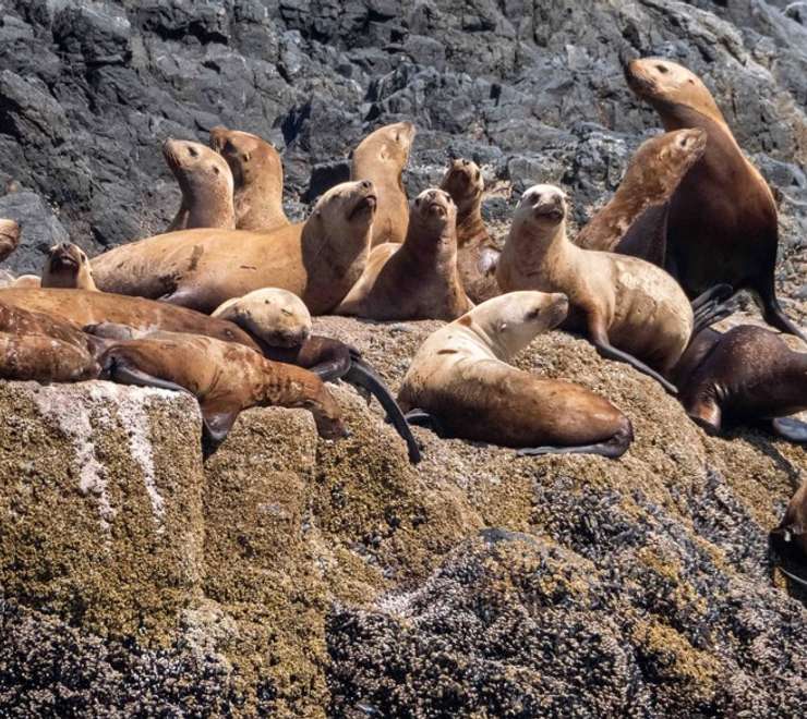 Observe Unique Wildlife