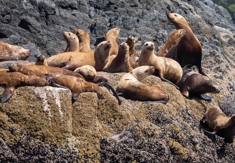 Observe Unique Wildlife