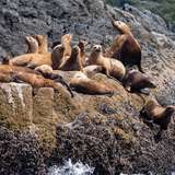 Image related to Observe Unique Wildlife