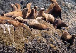 IgluCruise.Application.ViewModels.Shared.WebImageViewModel?.Description