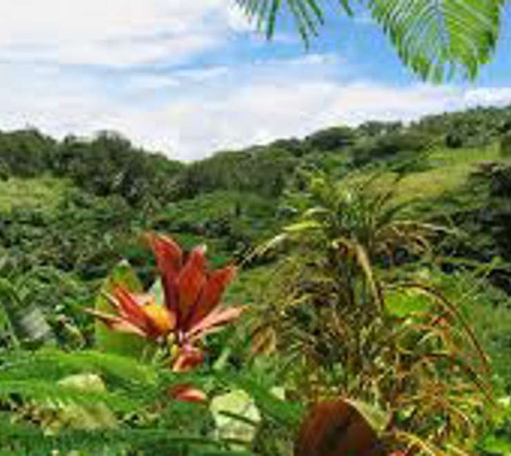 Flora Tropical Botanical Gardens