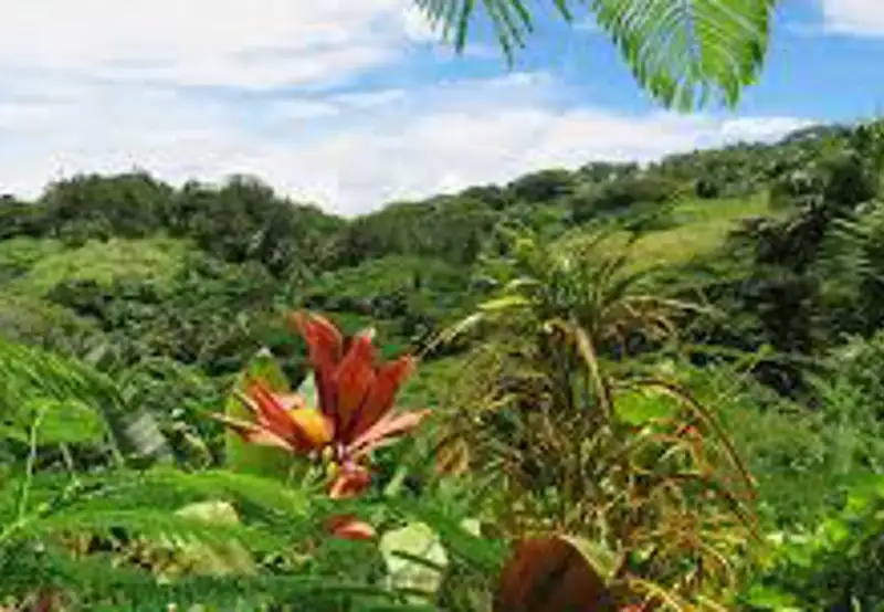 Flora Tropical Botanical Gardens
