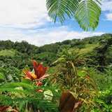 Image related to Flora Tropical Botanical Gardens