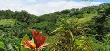 Image related to Flora Tropical Botanical Gardens