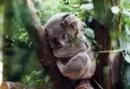River Cruise to Lone Pine Koala Sanctuary