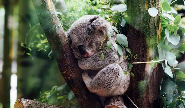 River Cruise to Lone Pine Koala Sanctuary