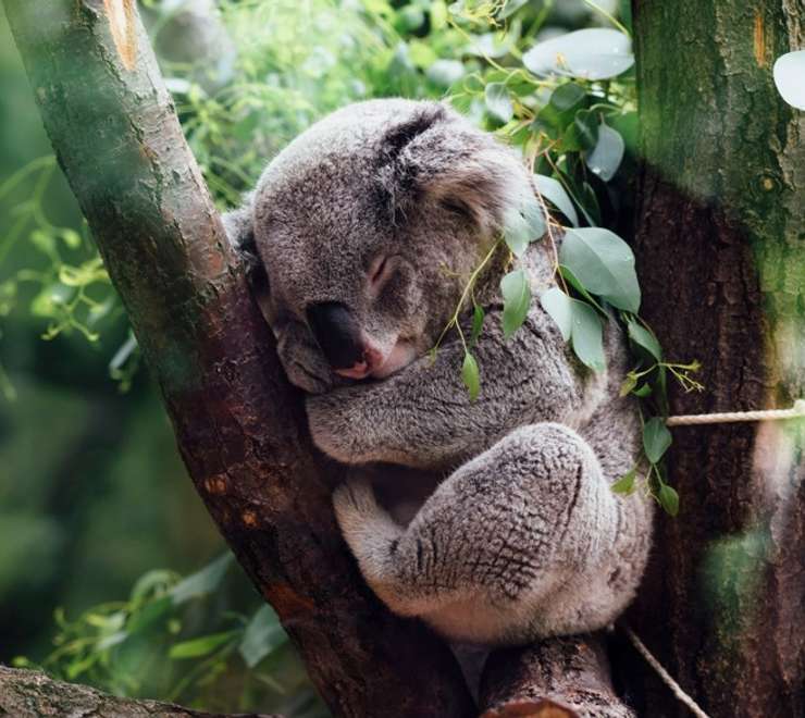 River Cruise to Lone Pine Koala Sanctuary