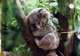 River Cruise to Lone Pine Koala Sanctuary