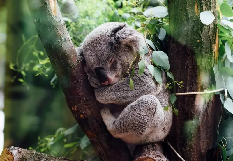 River Cruise to Lone Pine Koala Sanctuary