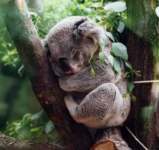 Image related to River Cruise to Lone Pine Koala Sanctuary