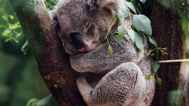 Meet Australia’s Wildlife & Cruise the River