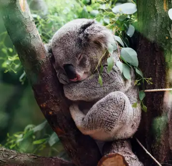 Image related to River Cruise to Lone Pine Koala Sanctuary