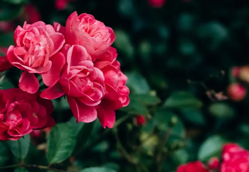 Image related to Viharamahadevi Park