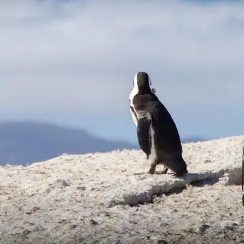 Image related to Boulders Beach