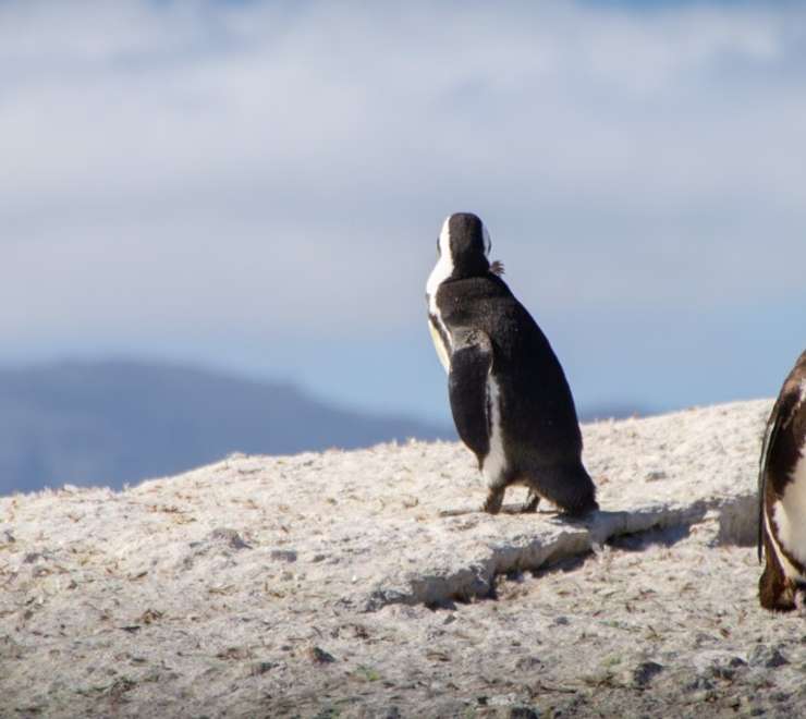 Boulders Penguin Colony