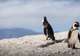 Boulders Penguin Colony