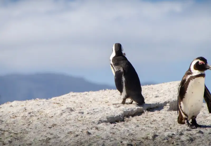 Boulders Penguin Colony
