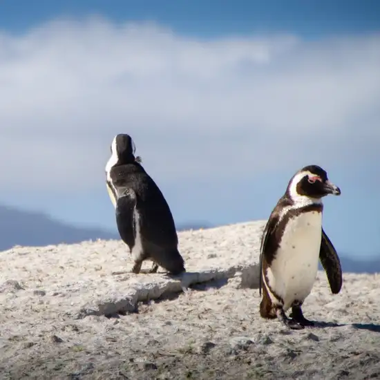Image related to Image related to Boulders Beach
