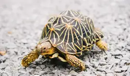 Image related to Turtle River Park