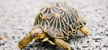Image related to Turtle River Park