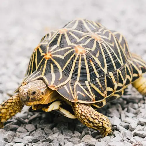 Image related to Turtle River Park