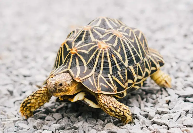 Turtle River Park