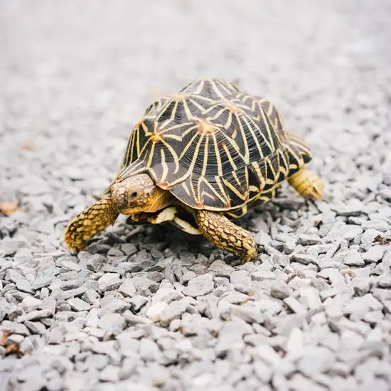 Turtle River Park