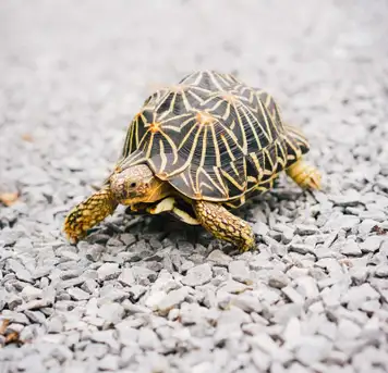 Image related to Turtle River Park