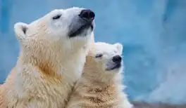 Image related to Spot Polar Bears