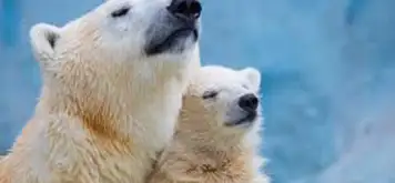 Image related to Spot Polar Bears