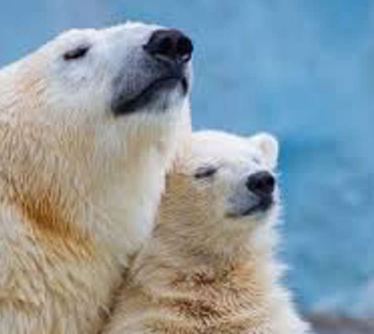 Spot Polar Bears