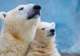Spot Polar Bears