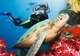 4-Night Cairns Land Tour - Southern World