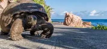Image related to Search for Giant Tortoises