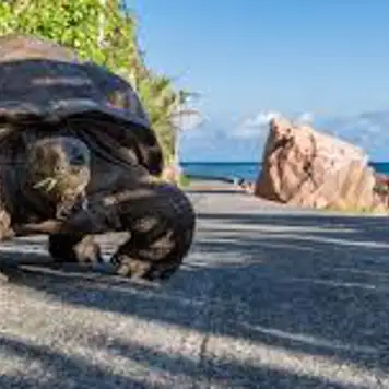 Image related to Search for Giant Tortoises