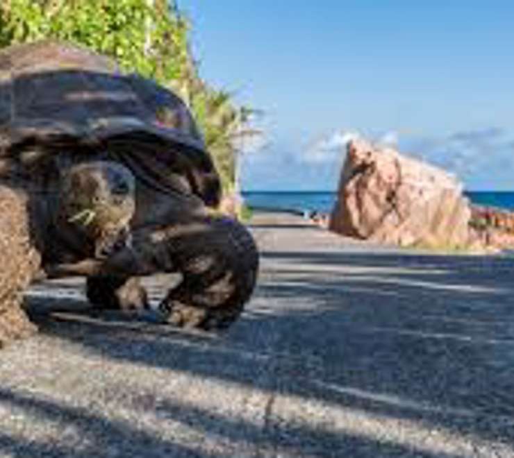 Search for Giant Tortoises