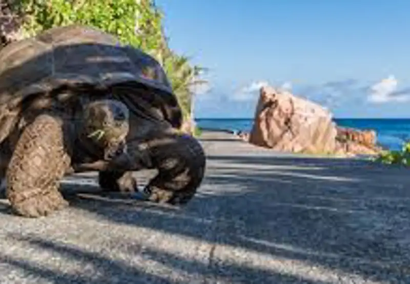 Search for Giant Tortoises
