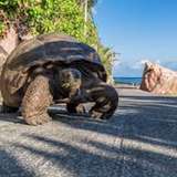 Image related to Search for Giant Tortoises