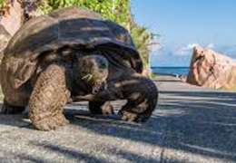 IgluCruise.Application.ViewModels.Shared.WebImageViewModel?.Description