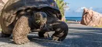 Image related to Search for Giant Tortoises