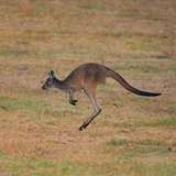 Image related to Melbourne Zoo
