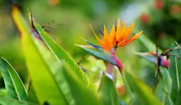 Image related to Maui Nui Botanical Gardens Kahului Hawaii