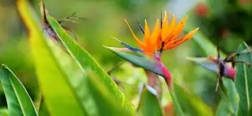 Image related to Maui Nui Botanical Gardens