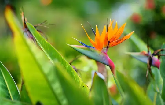 Image related to Maui Nui Botanical Gardens