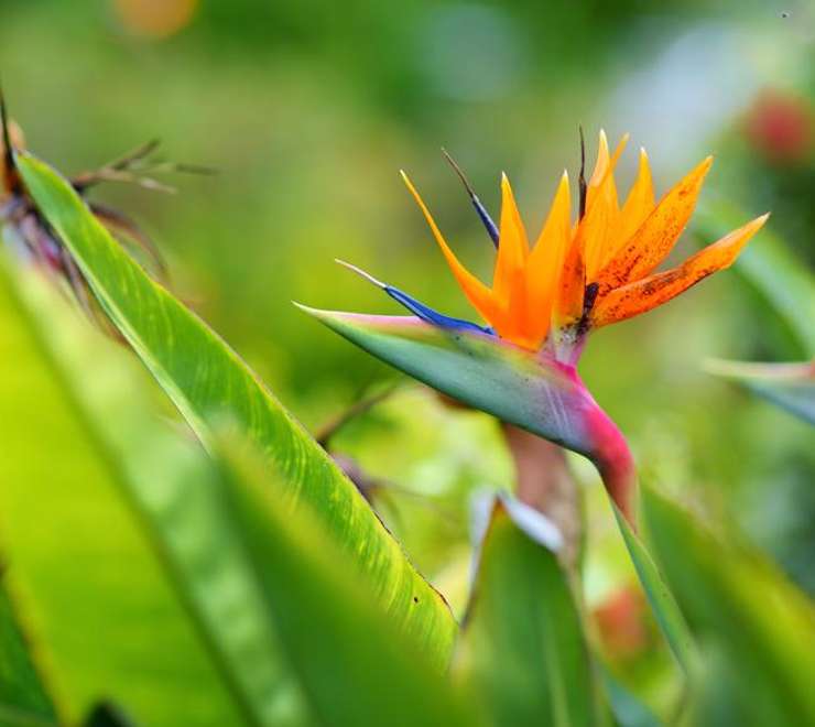 Maui Nui Botanical Gardens