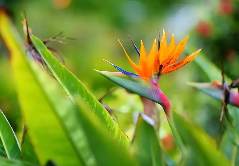 Maui Nui Botanical Gardens Kahului Hawaii